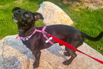 Morello -  Chihuahua and Dachshund Dog for Adoption in Spokane, Washington - Morello | PetCurious