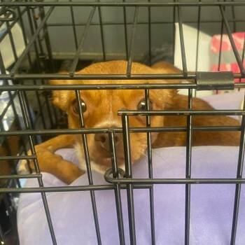 Penny B -  Mixed Breed Dog for Adoption in Kittanning, Pennsylvania - Penny B | PetCurious