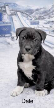 Black Labrador Retriever and Border Collie Dogs Available for Adoption - Dale Earnhardt | PetCurious