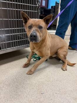 Pit Bull Terrier and Mixed Breed Dogs Available for Adoption - TUCCO | PetCurious