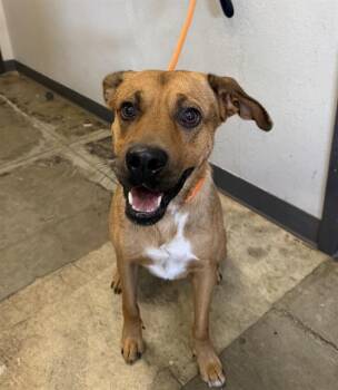BLAZE -  German Shepherd Dog and Rhodesian Ridgeback Dog for Adoption in Ontario, California - BLAZE | PetCurious