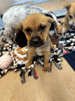 SUKI -  Australian Shepherd and Mixed Breed Dog for Adoption in Frisco, Colorado - SUKI | PetCurious