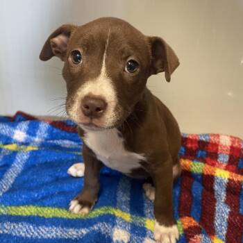 Mixed Breed Dogs Available for Adoption in Saint Charles, Missouri - Bandita | PetCurious