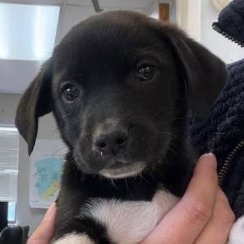 Mixed Breed Dogs Available for Adoption in Mount Vernon, Arkansas - Avery | PetCurious