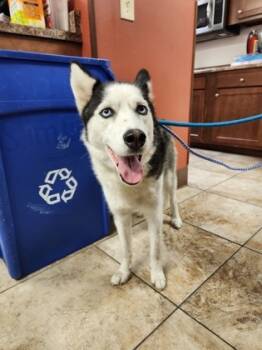 Rescue Mixed Breed Dogs for Adoption in Cincinnati, Ohio - Crystal Ball | PetCurious