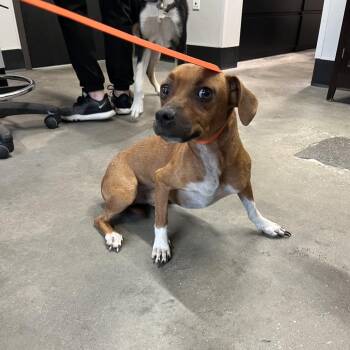 Marcus -  Chihuahua and Dachshund Dog for Adoption in Tampa, Florida - Marcus | PetCurious