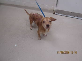 Rescue Pit Bull Terrier and Dachshund Dogs for Adoption in Marietta, Georgia - Rio (200) | PetCurious