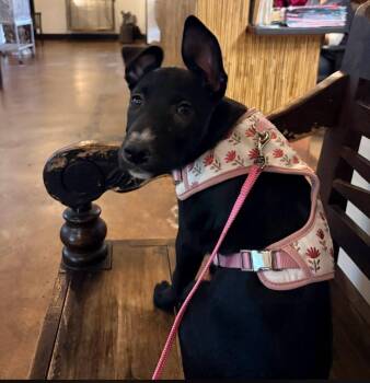 Leia -  Black Labrador Retriever Dog for Adoption in Miami, Florida - Leia | PetCurious