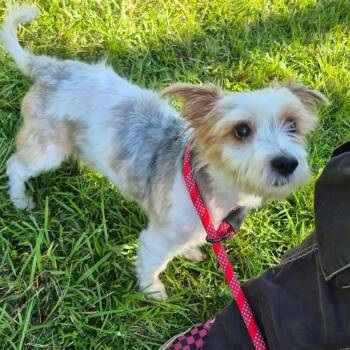 Snoop Lion -  West Highland White Terrier Westie and Yorkshire Terrier Dog for Adoption in Metairie, Louisiana - Snoop Lion | PetCurious