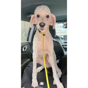 Antoine -  Standard Poodle Dog for Adoption in Boulder, Colorado - Antoine | PetCurious