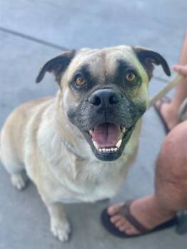 Rescue Pug and Mixed Breed Dogs for Adoption in Ontario, California - CHUBBS | PetCurious