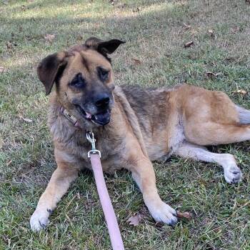 Opal -  Shar Pei and German Shepherd Dog Dog for Adoption in Magnolia, Texas - Opal | PetCurious