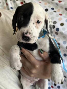 Terrier Dogs Available for Adoption in Candler, North Carolina - Bluebell | PetCurious