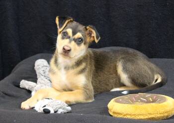 Ophelia -  Mixed Breed Dog Available for Adoption in Portage, Wisconsin - Ophelia | PetCurious