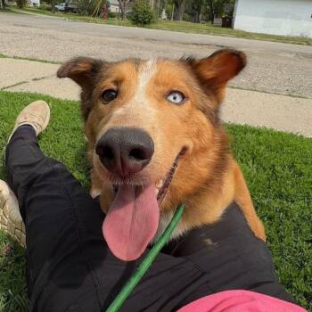 Maple -  Husky Dog for Adoption in Alma, Michigan - Maple | PetCurious