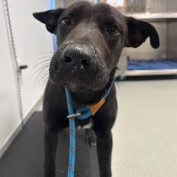Lady -  Black Labrador Retriever and Mixed Breed Dog for Adoption in Abilene, Texas - Lady | PetCurious