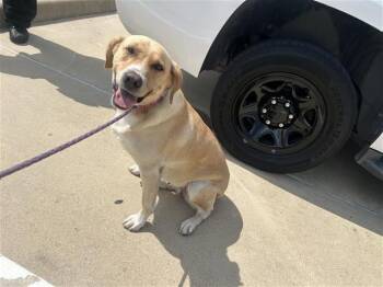 Rescue Labrador Retriever and Mixed Breed Dogs for Adoption in Houston, Texas - A643567 | PetCurious