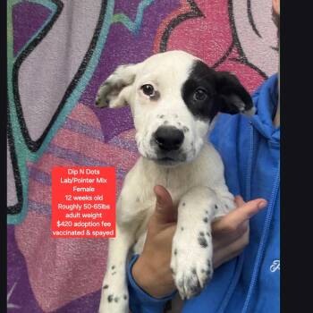 Labrador Retriever and Pointer Dogs Available for Adoption in Oviedo, Florida - Dip N Dots | PetCurious