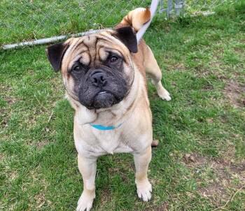 Pug and Shiba Inu Dogs Available for Adoption in Grayslake, Illinois - Banjo | PetCurious