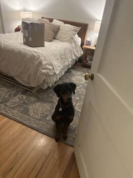 Doberman Pinscher Dogs Available for Adoption in Denver, Colorado - Dolly | PetCurious