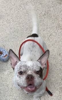 Mixed Breed Dogs Available for Adoption in Lafayette, Indiana - Dwayne | PetCurious