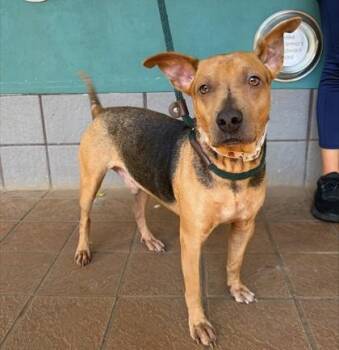 Weasley -  Terrier and Mixed Breed Dog for Adoption in Honolulu, Hawaii - Weasley | PetCurious