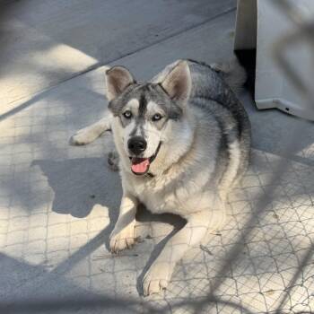 Canute -  Alaskan Malamute Dog for Adoption in Pagosa Springs, Colorado - Canute | PetCurious