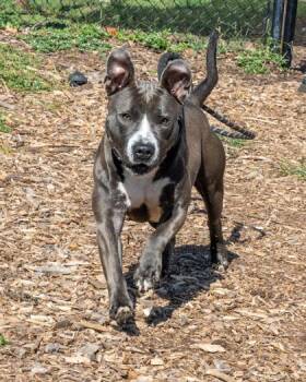 Sienna -  Mixed Breed Dog for Adoption in Chamblee, Georgia - Sienna | PetCurious