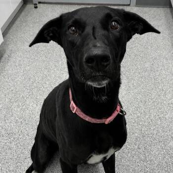 Breeze -  Labrador Retriever Dog for Adoption in Orland Hills, Illinois - Breeze | PetCurious
