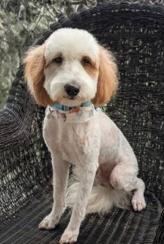 Rescue Labrador Retriever and Poodle Dogs for Adoption in Fort Myers, Florida - Riot | PetCurious