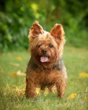 GROUCHO BARKS (0738) -  Yorkshire Terrier Dog for Adoption in Bridgeport, Connecticut - GROUCHO BARKS (0738) | PetCurious