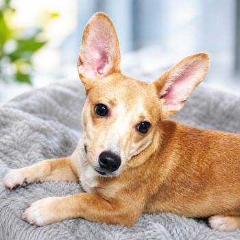 Gumball -  Mixed Breed Dog for Adoption - Gumball | PetCurious