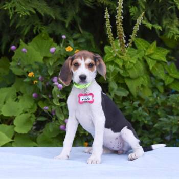Fudge -  Hound Dog for Adoption in Wake Forest, North Carolina - Fudge | PetCurious