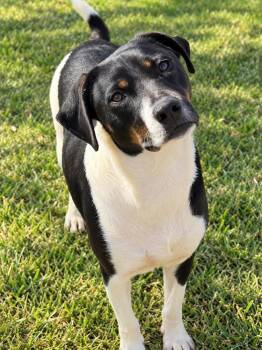 Fruit Loop -  Beagle Dog for Adoption in Troy, Alabama - Fruit Loop | PetCurious
