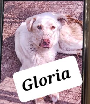 Gloria -  Labrador Retriever Dog for Adoption in Indianapolis, Indiana - Gloria | PetCurious