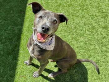 Rescue Labrador Retriever and Pit Bull Terrier Dogs for Adoption in Moreno Valley, California - A545525 | PetCurious