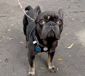 French Bulldog Dogs Available for Adoption - Maraschino | PetCurious