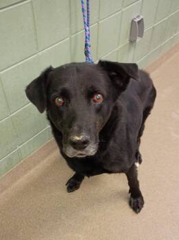 Rescue Black Labrador Retriever Dogs for Adoption in Kearney, Nebraska - Max | PetCurious