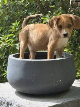 **WILLOW** -  Labrador Retriever and Hound Dog for Adoption in North Prairie, Wisconsin - **WILLOW** | PetCurious
