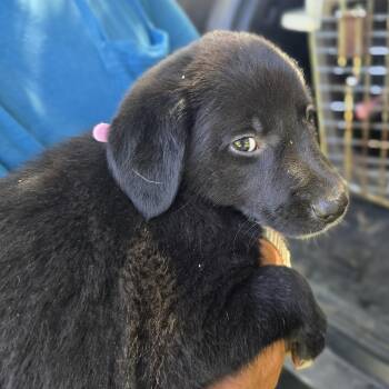 Sheba -  Golden Retriever and Labrador Retriever Dog for Adoption in Zaleski, Ohio - Sheba | PetCurious