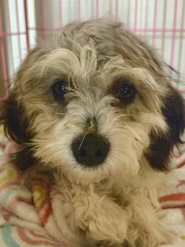 Yorkshire Terrier Dogs Available for Adoption in Cary, North Carolina - Theodore | PetCurious