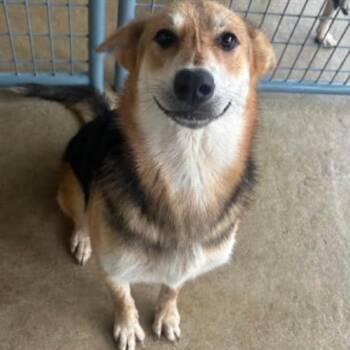 Twin -  Shepherd and Mixed Breed Dog for Adoption in Buffalo, Minnesota - Twin | PetCurious