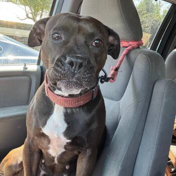 Elsie -  Pit Bull Terrier Dog for Adoption in Greensboro, North Carolina - Elsie | PetCurious