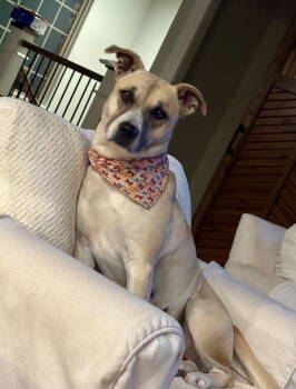 Rescue Black Mouth Cur Dogs for Adoption in South Kingstown, Rhode Island - Tamale | PetCurious