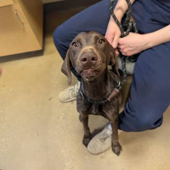 German Shorthaired Pointer Dogs Available for Adoption in Baltimore, Maryland - Sweet 16 | PetCurious