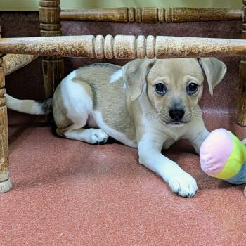 Dazzle -  Rat Terrier Dog for Adoption in Accident, Maryland - Dazzle | PetCurious
