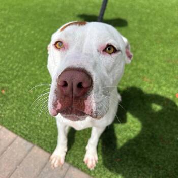 Freeze 1045 -  Mixed Breed Dog Available for Adoption in Loxahatchee Groves, Florida - Freeze 1045 | PetCurious