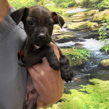 Auggie -  Rat Terrier and Chihuahua Dog for Adoption in Normal, Illinois - Auggie | PetCurious