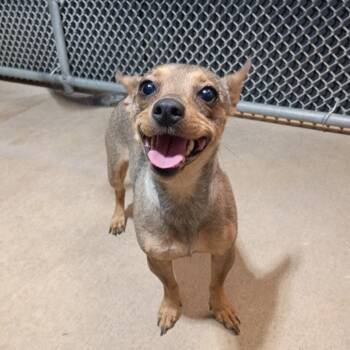 Lady Bug -  Chihuahua Dog for Adoption in Dallas, Texas - Lady Bug | PetCurious