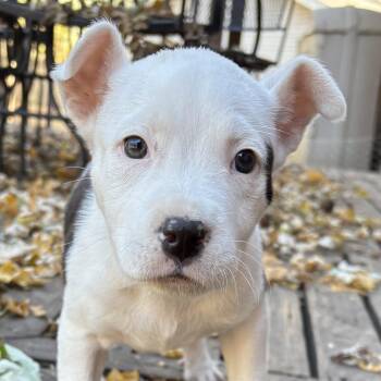 Rescue Pit Bull Terrier and Mixed Breed Dogs for Adoption in Normal, Illinois - Gordita Crunch | PetCurious